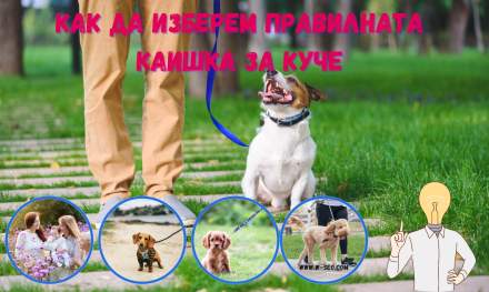 Как да изберем правилната каишка за куче