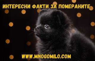 Кучета порода Померан – Любопитни факти