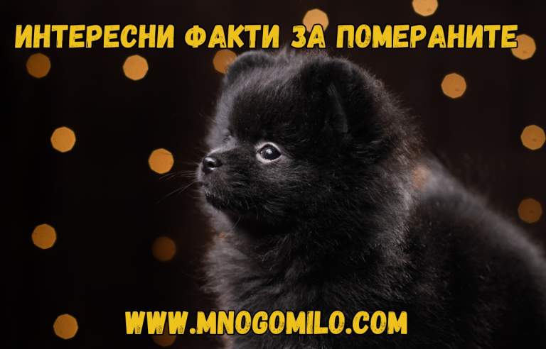 Кучета порода Померан – Любопитни факти