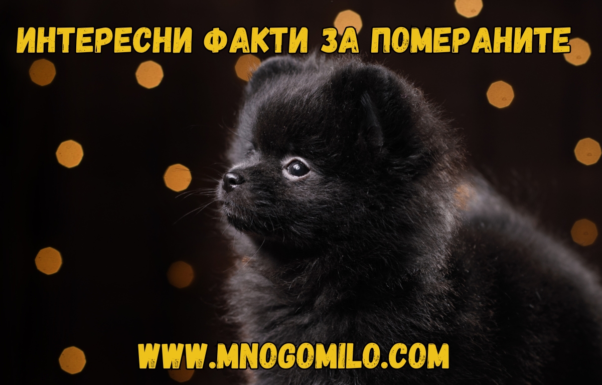Кучета порода Померан – Любопитни факти